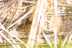 Castianeira descripta