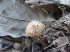 Inocybe calospora