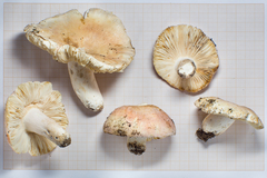 Russula prolifica