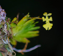 Erycina