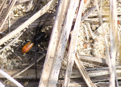 Castianeira descripta