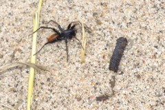 Castianeira descripta