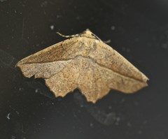 Polyacme dissimilis