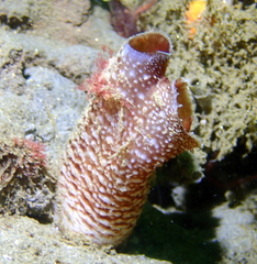 Zirfaea pilsbryi