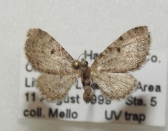 Eupithecia affinata