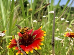 Esenbeckia incisuralis