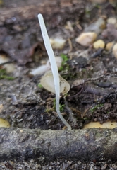 Clavaria fuscata