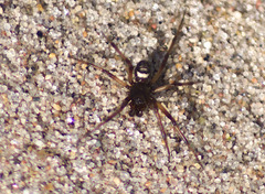 Steatoda albomaculata