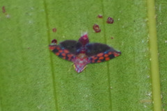 Ladoffa sannionis