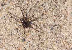 Steatoda albomaculata