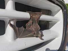 Macrotus californicus