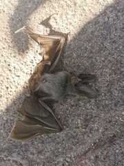 Macrotus californicus