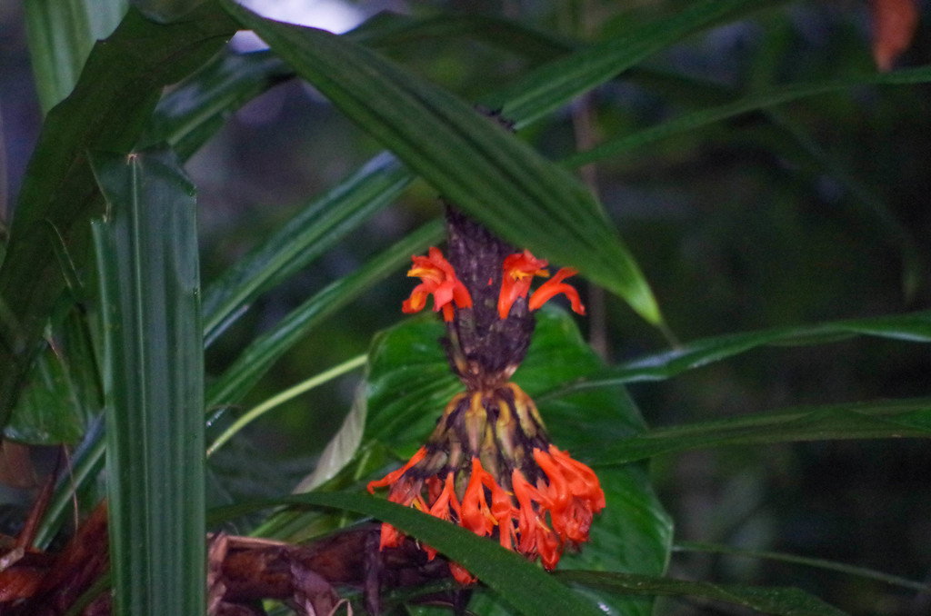 Pitcairnia barrigae