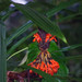 Pitcairnia barrigae - Photo (c) David Torres,  זכויות יוצרים חלקיות (CC BY-NC), הועלה על ידי David Torres