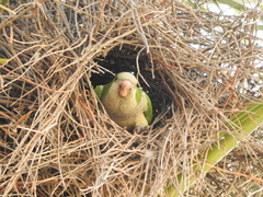 Myiopsitta monachus