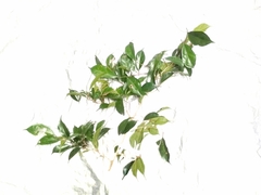 Ficus heteropleura