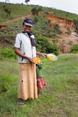 Cantharellus eucalyptorum