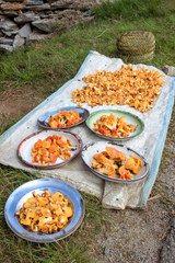 Cantharellus eucalyptorum