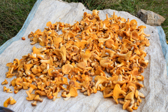 Cantharellus eucalyptorum
