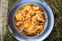 Cantharellus eucalyptorum