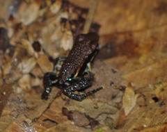 Epipedobates boulengeri