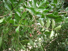 Schinus terebinthifolia