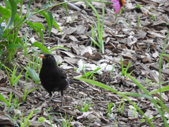 Turdus merula