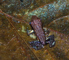 Epipedobates boulengeri