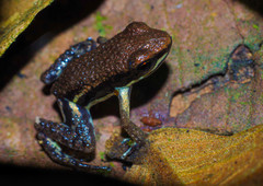 Epipedobates boulengeri