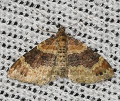 Xanthorhoe spadicearia