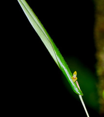 Pleurothallis dibolia