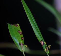 Pleurothallis dibolia
