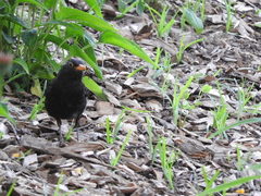 Turdus merula