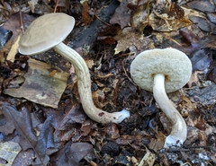 Leccinellum albellum