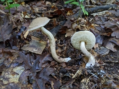 Leccinellum albellum