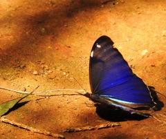 Morpho aega aega
