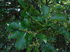 Tapirira