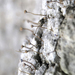 Sclerophora - Photo (c) Samuel Brinker, some rights reserved (CC BY-NC), uploaded by Samuel Brinker