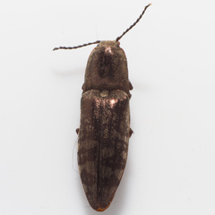 Actenicerus