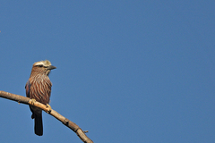 Coracias naevius mosambicus