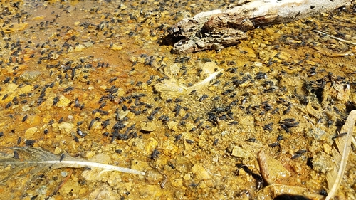 Alkali Fly photo 5