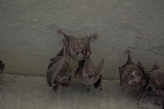 Macrotus californicus