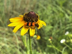 Trichodes bibalteatus