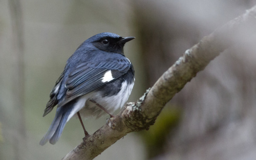 Black-throated Blue Warbler (Setophaga caerulescens)
