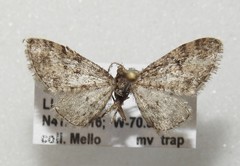 Eupithecia jejunata