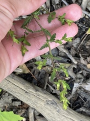 Aureolaria pedicularia
