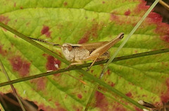Pseudochorthippus curtipennis