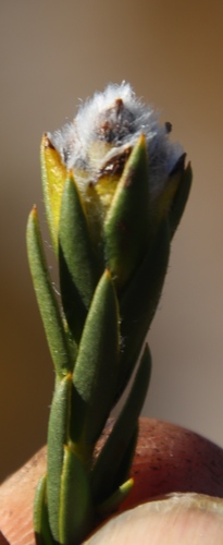 Image of Liparia umbellifera by (c) Tony Rebelo, some rights reserved (CC BY-SA)