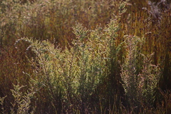 Passerina nivicola