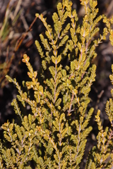 Passerina nivicola